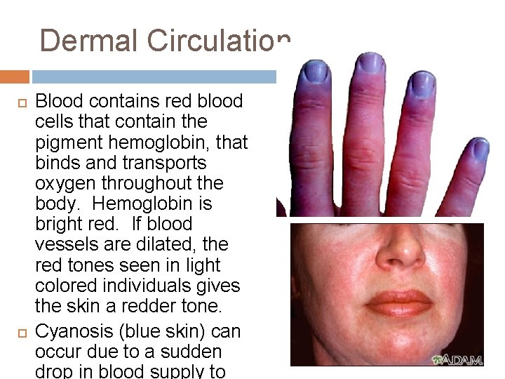 Dermal Circulation Blood contains red blood cells that contain the pigment hemoglobin, that binds