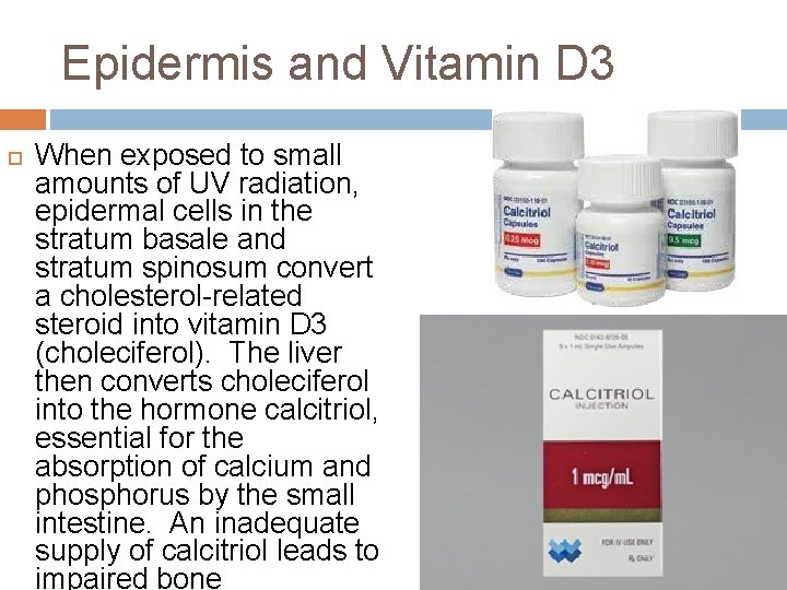 Epidermis and Vitamin D 3 When exposed to small amounts of UV radiation, epidermal
