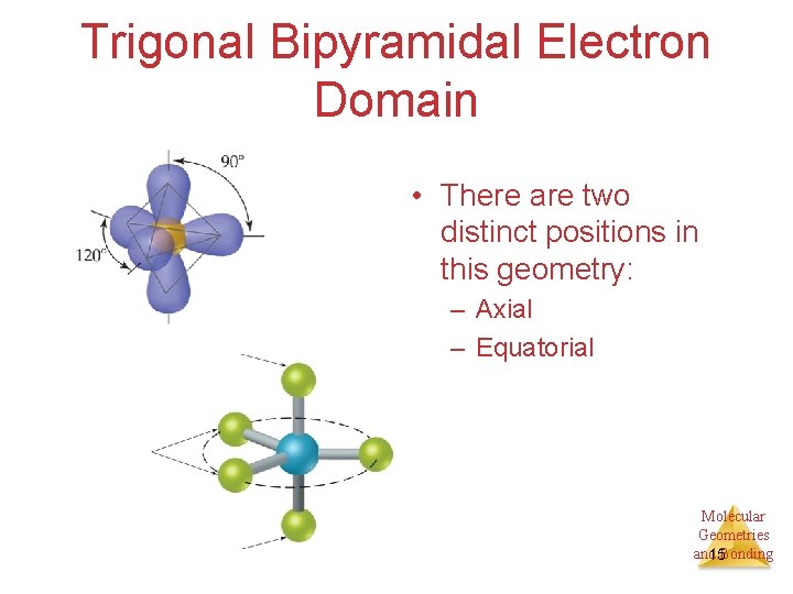 Trigonal Bipyramidal Electron Domain • There are two distinct positions in this geometry: –