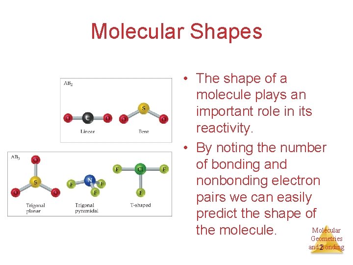 Molecular Shapes • The shape of a molecule plays an important role in its