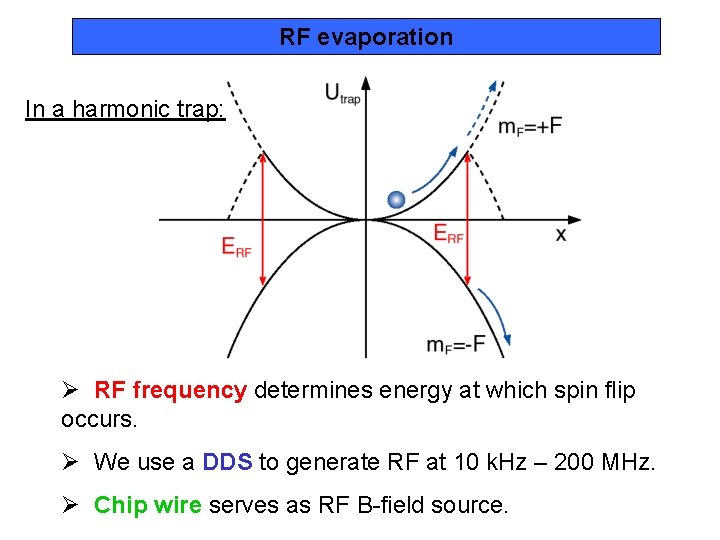 RF evaporation In a harmonic trap: Ø RF frequency determines energy at which spin