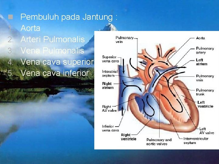 n 1. 2. 3. 4. 5. Pembuluh pada Jantung : Aorta Arteri Pulmonalis Vena