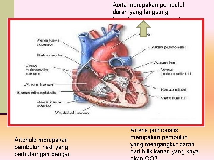 Aorta merupakan pembuluh darah yang langsung berhubungan dengan jantung. Arteriole merupakan pembuluh nadi yang