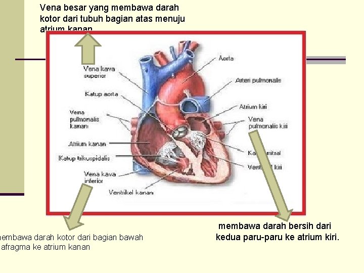 Vena besar yang membawa darah kotor dari tubuh bagian atas menuju atrium kanan. membawa