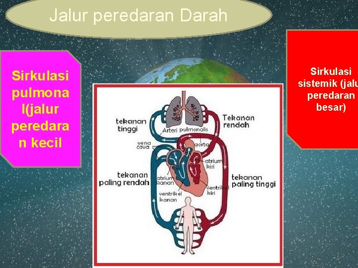 Jalur peredaran Darah Sirkulasi pulmona l(jalur peredara n kecil Sirkulasi sistemik (jalu peredaran besar)