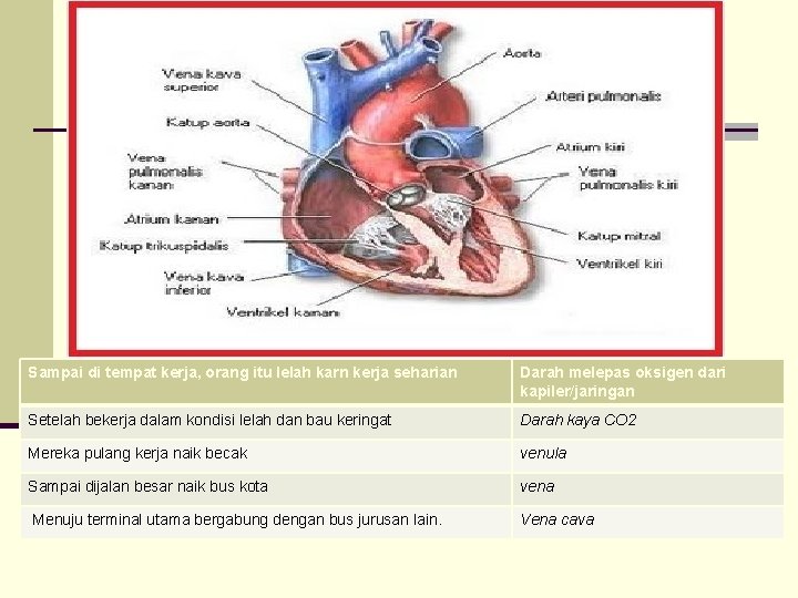 Sampai di tempat kerja, orang itu lelah karn kerja seharian Darah melepas oksigen dari