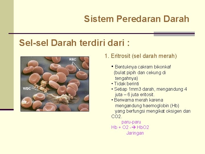 Sistem Peredaran Darah Sel-sel Darah terdiri dari : 1. Eritrosit (sel darah merah) •