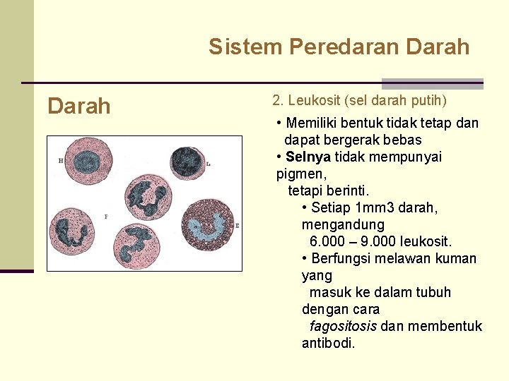 Sistem Peredaran Darah 2. Leukosit (sel darah putih) • Memiliki bentuk tidak tetap dan