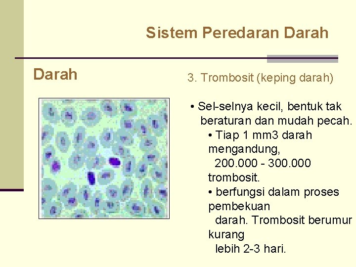 Sistem Peredaran Darah 3. Trombosit (keping darah) • Sel selnya kecil, bentuk tak beraturan