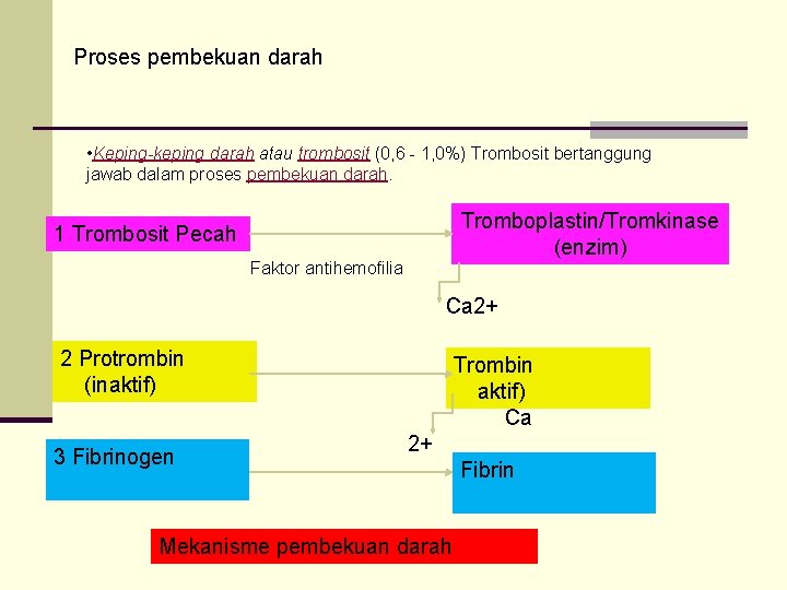 Proses pembekuan darah • Keping-keping darah atau trombosit (0, 6 1, 0%) Trombosit bertanggung