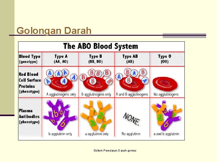 Golongan Darah Sistem Peredaran Darah gomes 