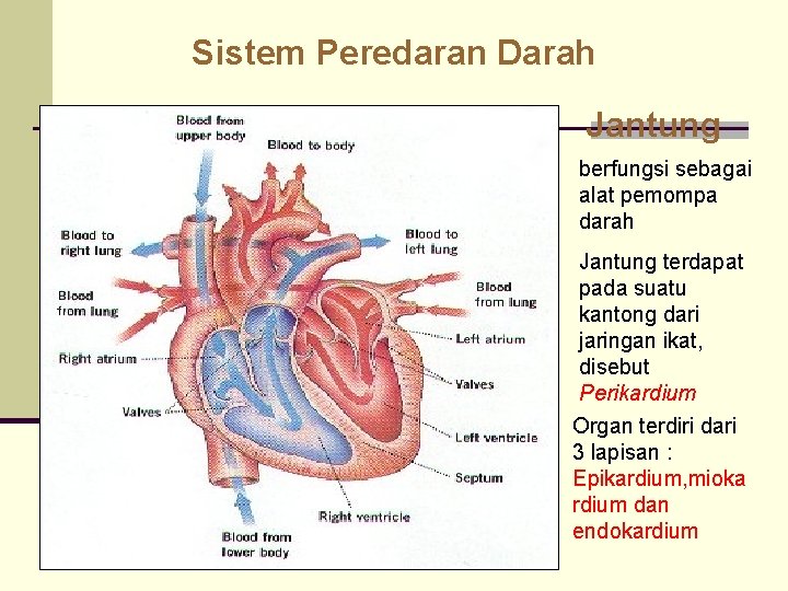 Sistem Peredaran Darah Jantung berfungsi sebagai alat pemompa darah Jantung terdapat pada suatu kantong