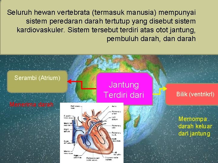 Seluruh hewan vertebrata (termasuk manusia) mempunyai sistem peredaran darah tertutup yang disebut sistem kardiovaskuler.