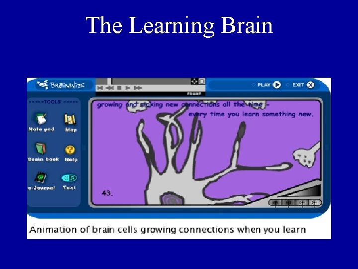 The Learning Brain The Learning Brain