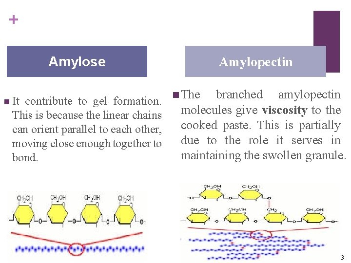 + Amylose n It contribute to gel formation. This is because the linear chains