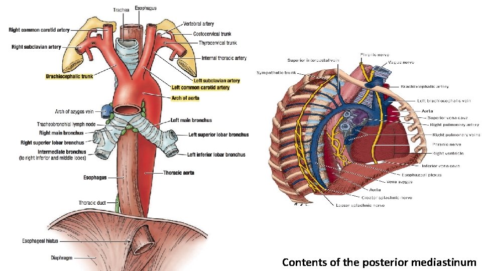 Contents of the posterior mediastinum 