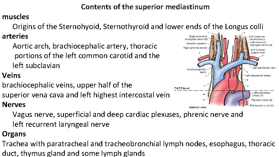 Contents of the superior mediastinum muscles Origins of the Sternohyoid, Sternothyroid and lower