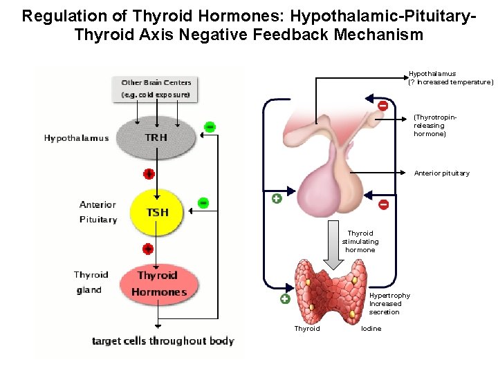 Regulation of Thyroid Hormones: Hypothalamic-Pituitary. Thyroid Axis Negative Feedback Mechanism Hypothalamus (? Increased temperature)