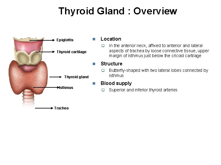 Thyroid Gland : Overview Epiglottis Location Thyroid cartilage Structure Thyroid gland Isthmus Trachea In