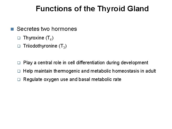 Functions of the Thyroid Gland Secretes two hormones Thyroxine (T 4) Triiodothyronine (T 3)