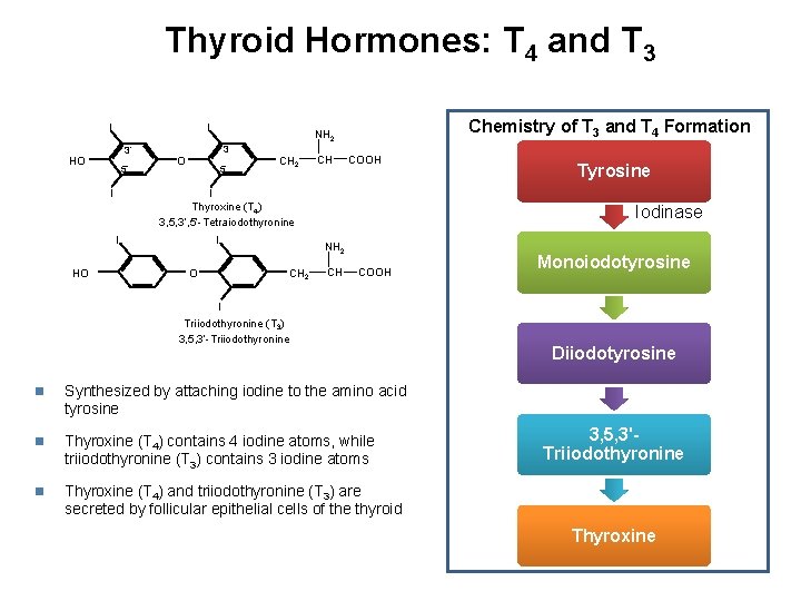 Thyroid Hormones: T 4 and T 3 I I 3’ HO 5’ 3 O