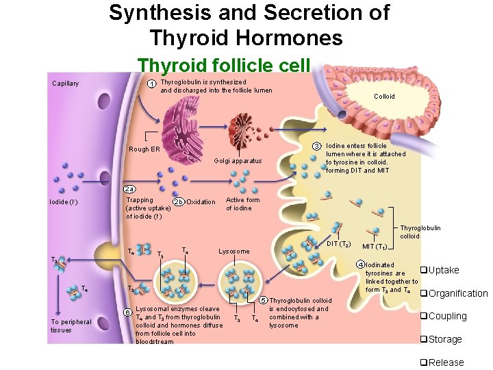 Synthesis and Secretion of Thyroid Hormones Thyroid follicle cell 1 Thyroglobulin is synthesized and
