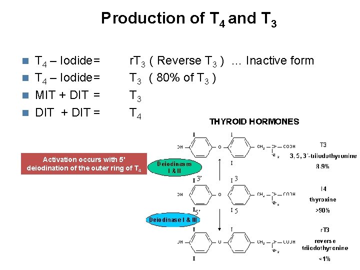 Production of T 4 and T 3 T 4 – Iodide= MIT + DIT