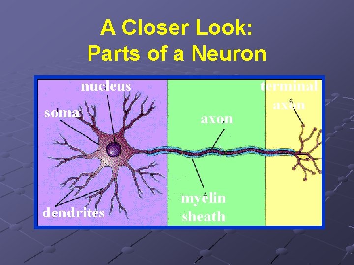 A Closer Look: Parts of a Neuron nucleus soma dendrites axon myelin sheath terminal