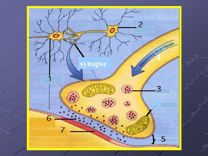 Vesicles release Neurotransmitters synapse 4 