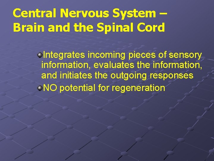 Central Nervous System – Brain and the Spinal Cord Integrates incoming pieces of sensory
