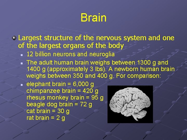 Brain Largest structure of the nervous system and one of the largest organs of