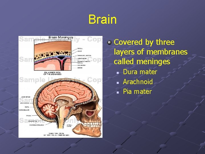 Brain Covered by three layers of membranes called meninges n n n Dura mater