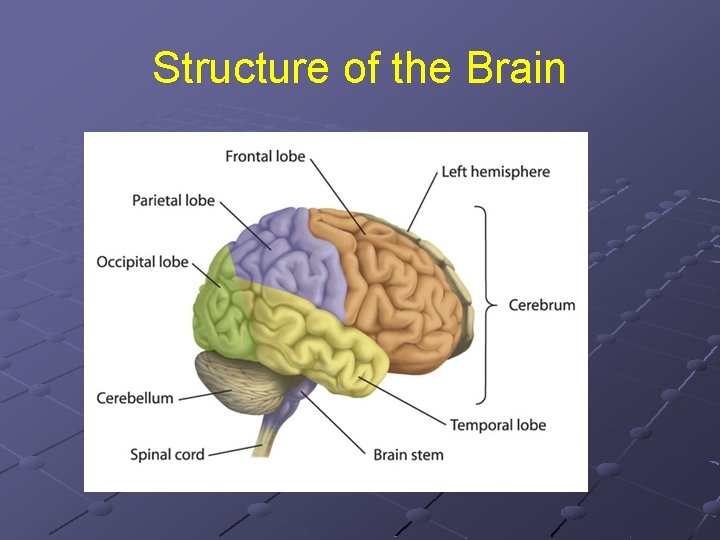 Structure of the Brain 