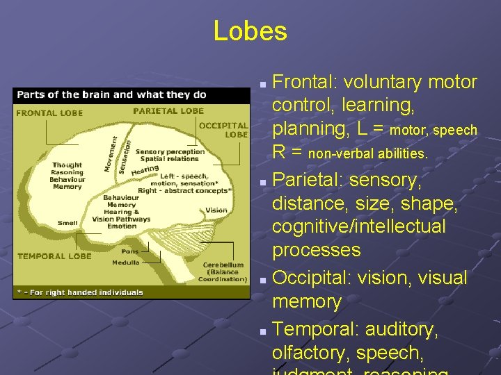 Lobes Frontal: voluntary motor control, learning, planning, L = motor, speech R = non-verbal