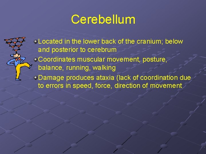 Cerebellum Located in the lower back of the cranium; below and posterior to cerebrum