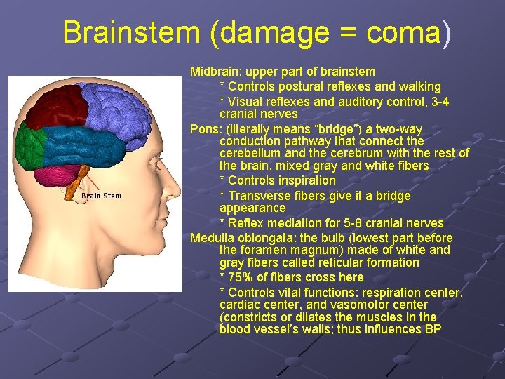 Brainstem (damage = coma) Midbrain: upper part of brainstem * Controls postural reflexes and