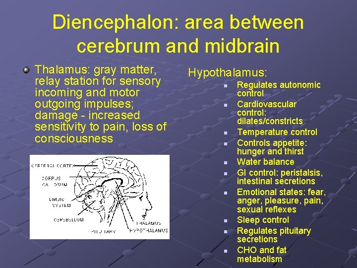 Diencephalon: area between cerebrum and midbrain Thalamus: gray matter, relay station for sensory incoming