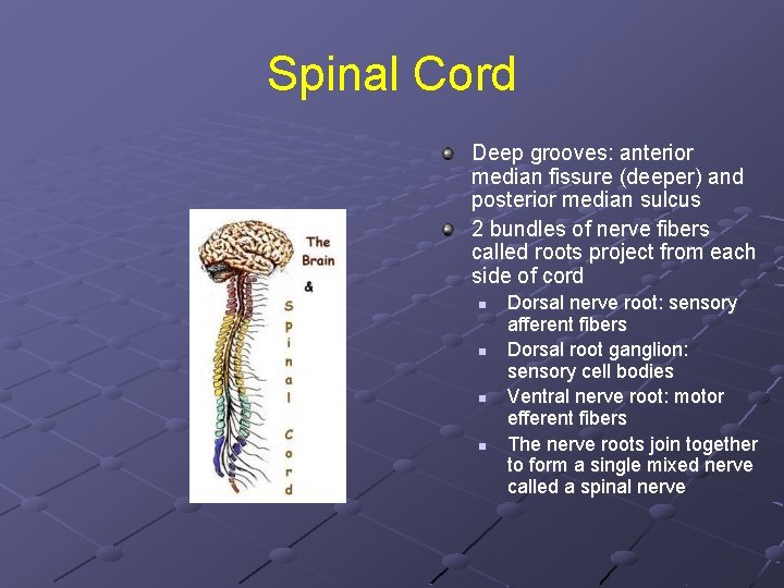 Spinal Cord Deep grooves: anterior median fissure (deeper) and posterior median sulcus 2 bundles