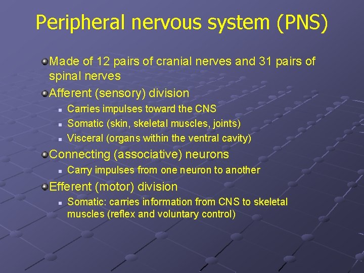 Peripheral nervous system (PNS) Made of 12 pairs of cranial nerves and 31 pairs