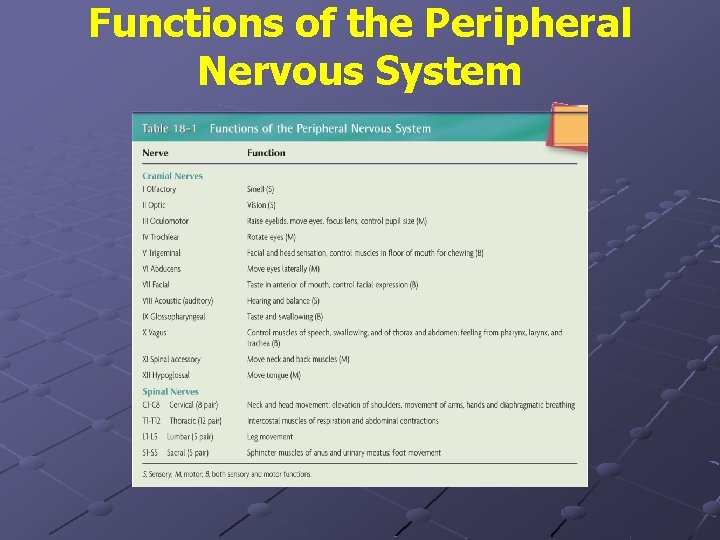 Functions of the Peripheral Nervous System 