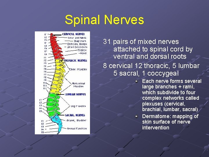 Spinal Nerves 31 pairs of mixed nerves attached to spinal cord by ventral and