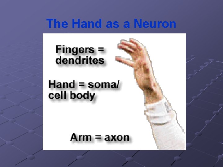 The Hand as a Neuron 