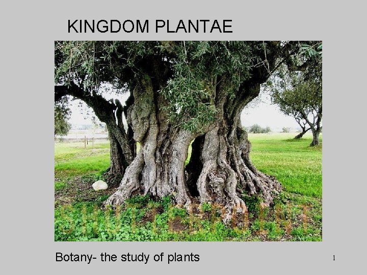 KINGDOM PLANTAE Botany- the study of plants 1 