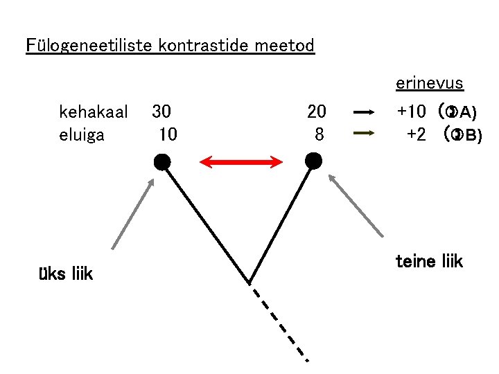 Fülogeneetiliste kontrastide meetod erinevus kehakaal eluiga üks liik 30 10 20 8 +10 (