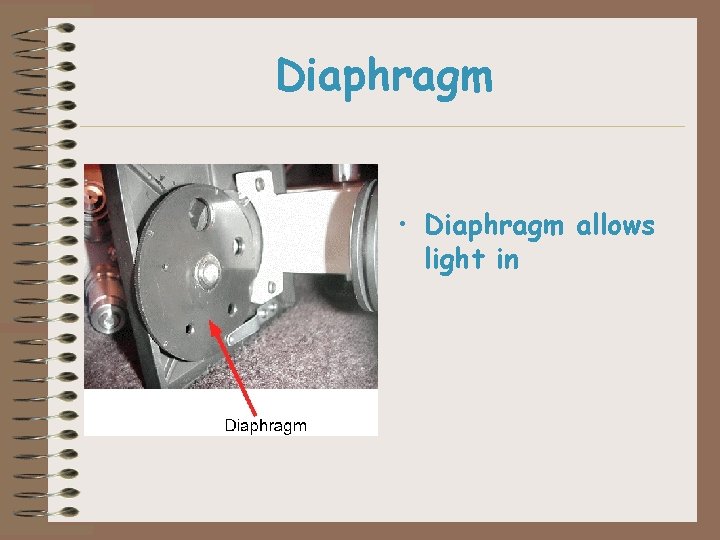 Diaphragm • Diaphragm allows light in 
