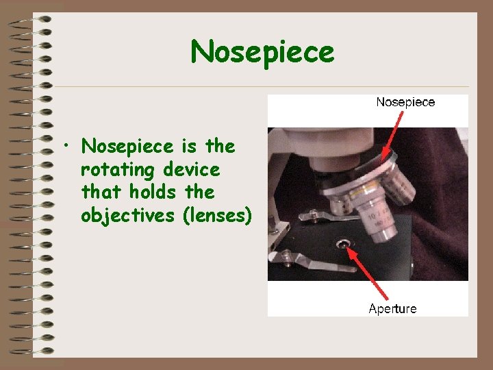 Nosepiece • Nosepiece is the rotating device that holds the objectives (lenses) 