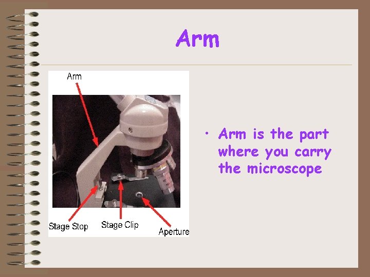 Arm • Arm is the part where you carry the microscope 