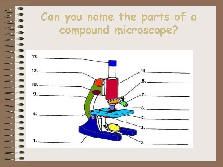 Can you name the parts of a compound microscope? 