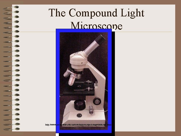 The Compound Light Microscope http: //www. cas. muohio. edu/~mbi-ws/microscopes/compoundscope. html 