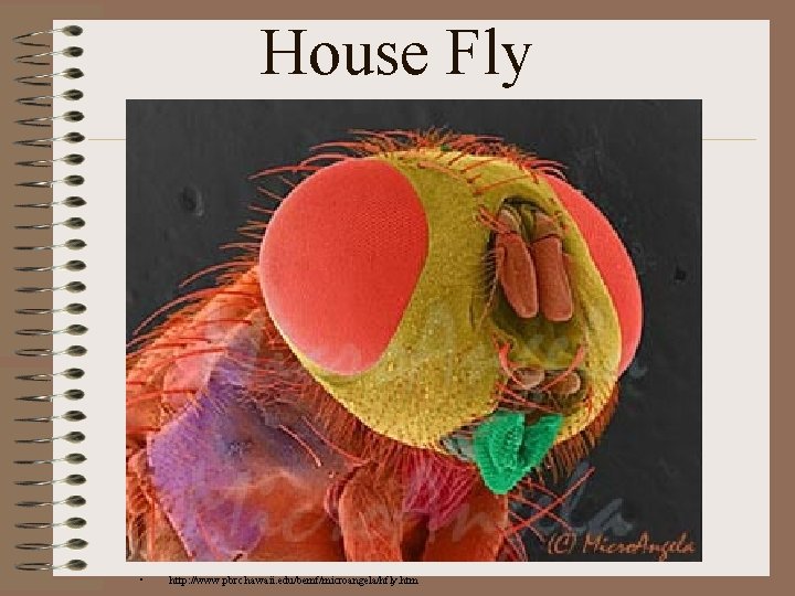 House Fly • http: //www. pbrc. hawaii. edu/bemf/microangela/hfly. htm 